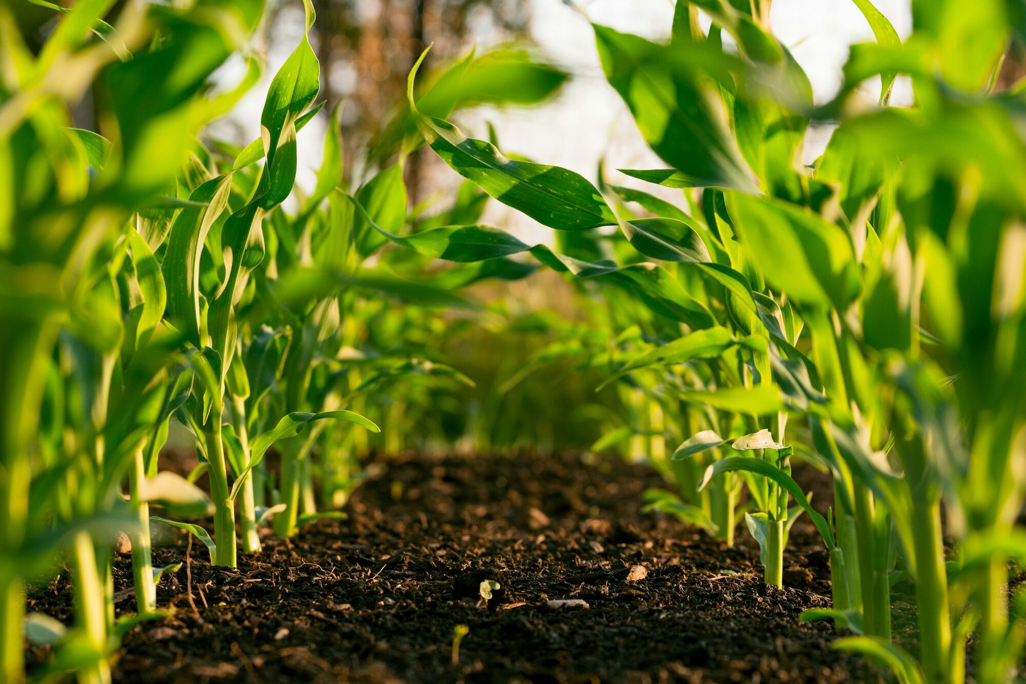 Rows of young green seedlings emerging from dark, damp soil